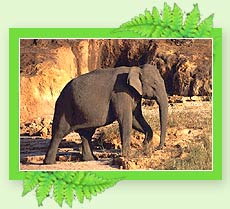 Chinnar Wildlife Sanctuary - Kerala