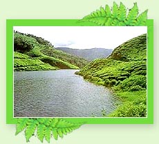Devikulam - Hill Stations in Kerala