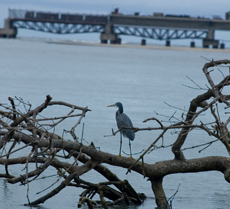 Kozhikode River - Kozhikode