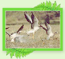 Kumarakom Bird Sanctuary - Kerala