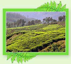 Munnar Hill Stations - Kerala
