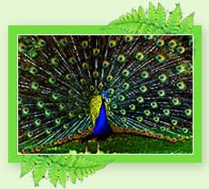 Wayanad Wildlife Sanctuary - Kreala