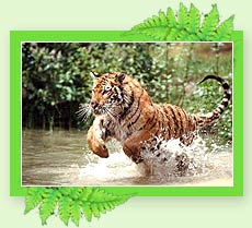 Tiger - Eravikulam National Park