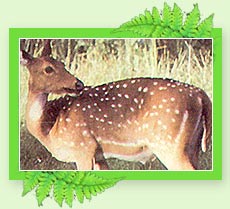 Wayanad Wildlife Sanctuary  - Kreala