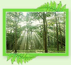 Wayanad Travel