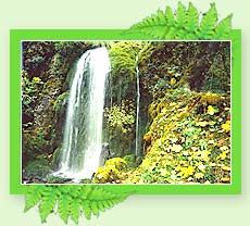 Water Fall  in Kollam