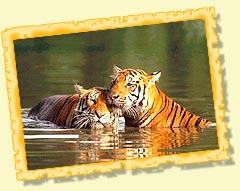 Anna Zoological Park - Tamil Nadu