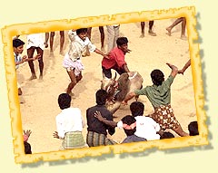 Pongal Festival - Tamil Nadu