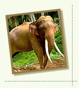 Wildlife in Tamil Nadu