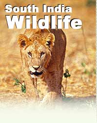 South India Wildlife